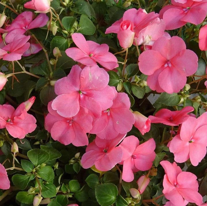 Impatiens NG Petticoat Pink