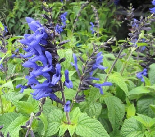 Salvia Black & Blue