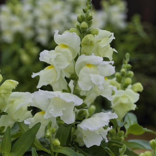 Snapdragon Candy Tops White
