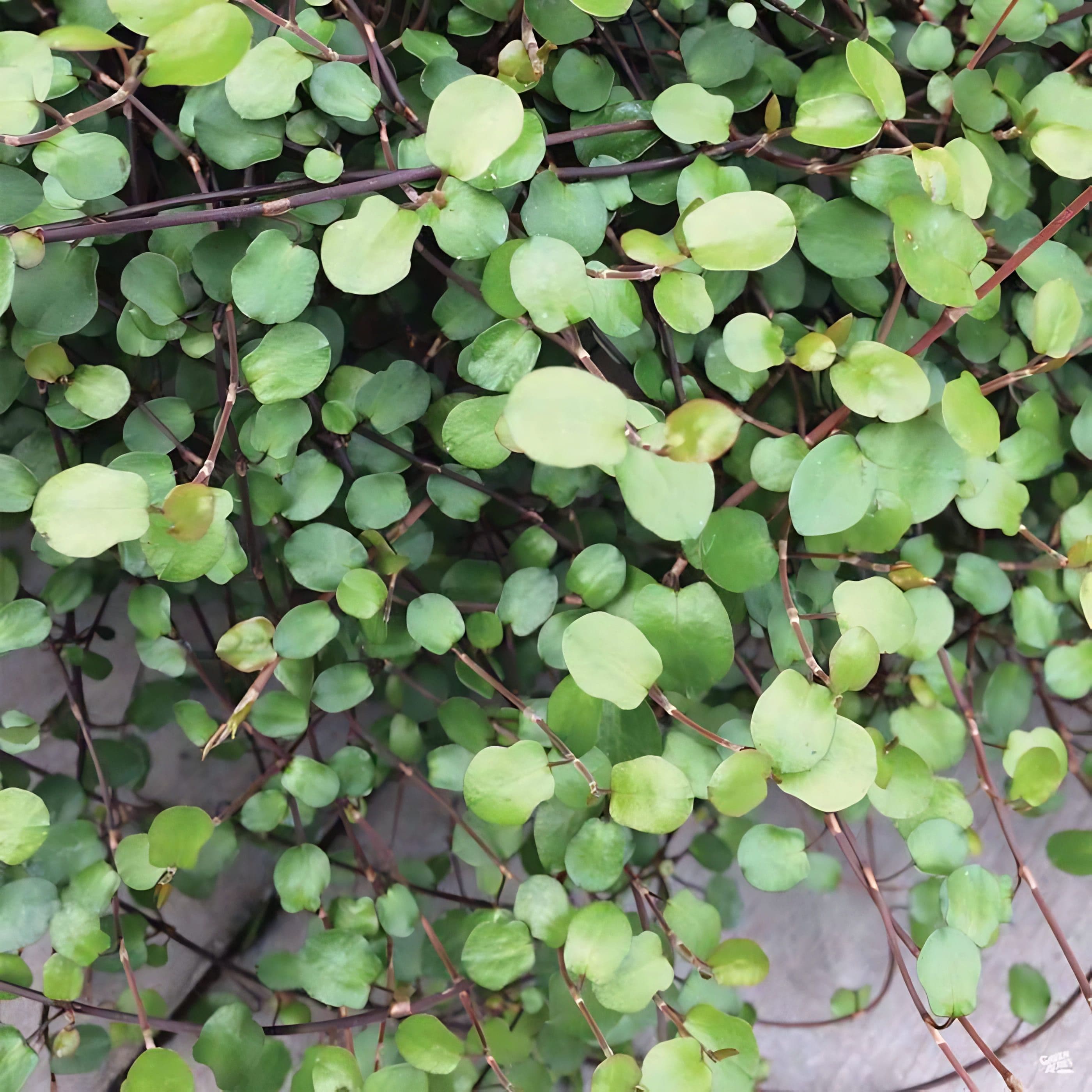 Muehlenbeckia Creeping Wire Vine