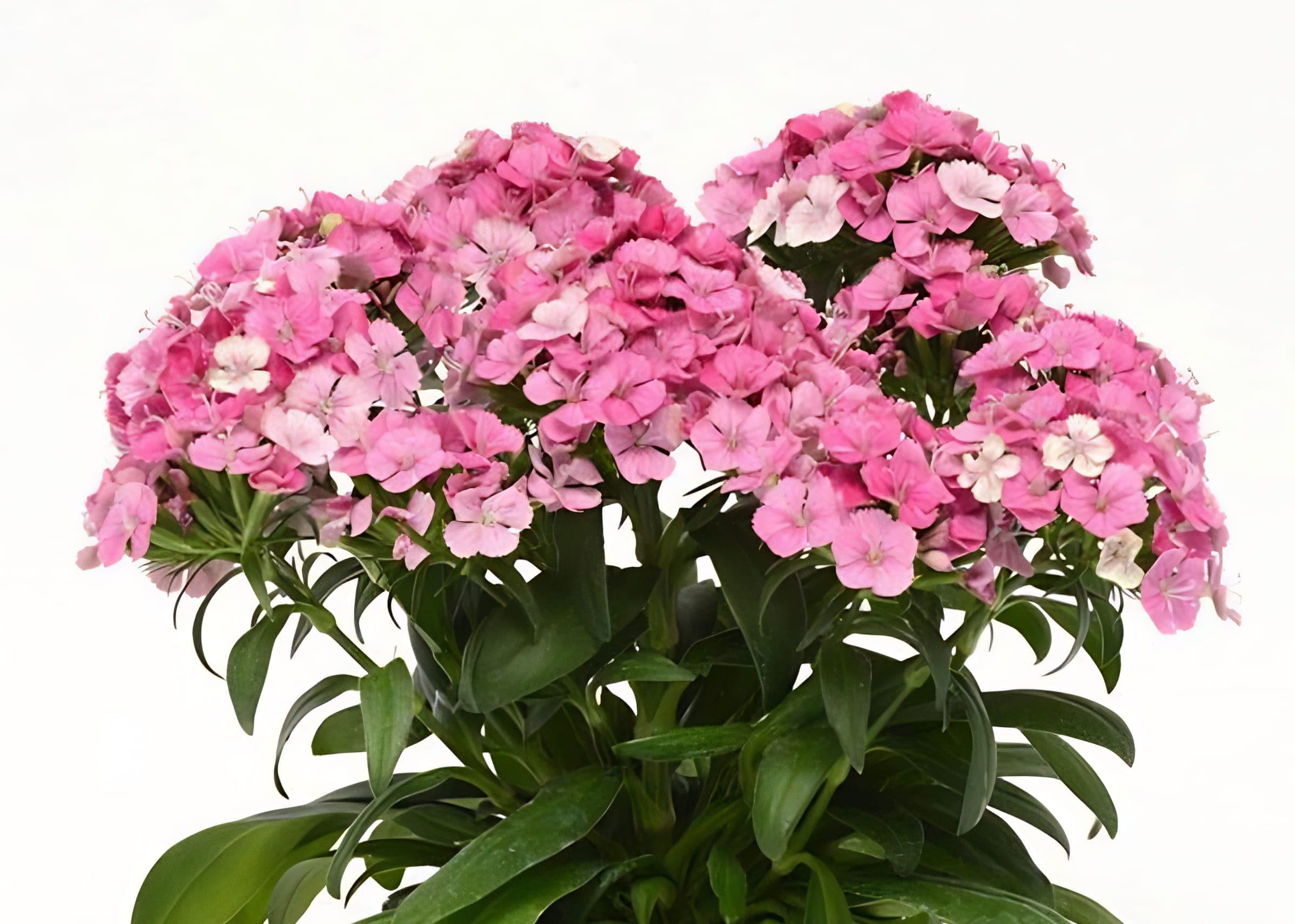 Dianthus Jolt Pink Magic