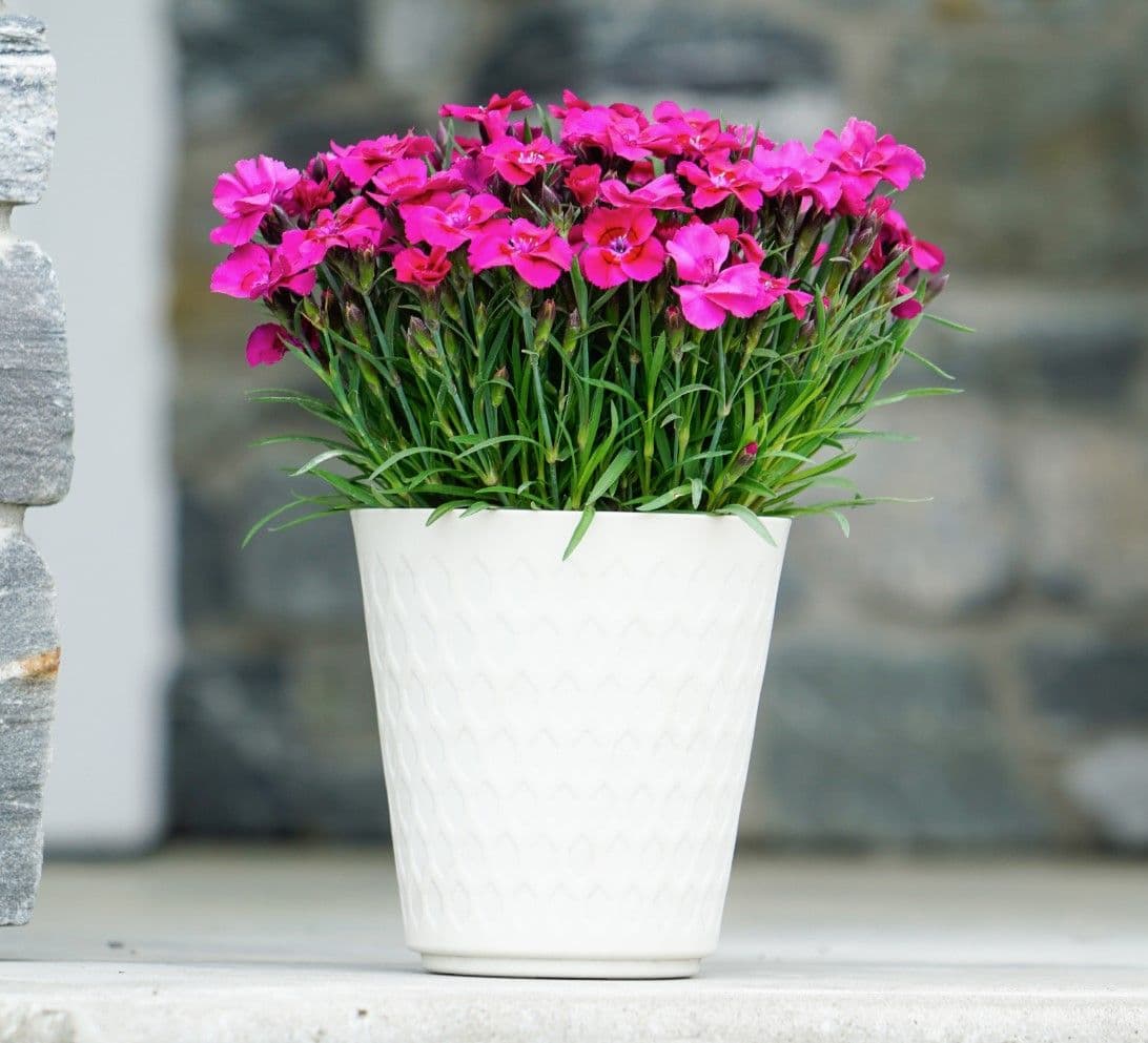 Dianthus Everlast Neon Pink