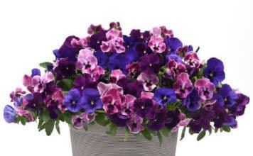 Pansy Top Wave Elevation Mix