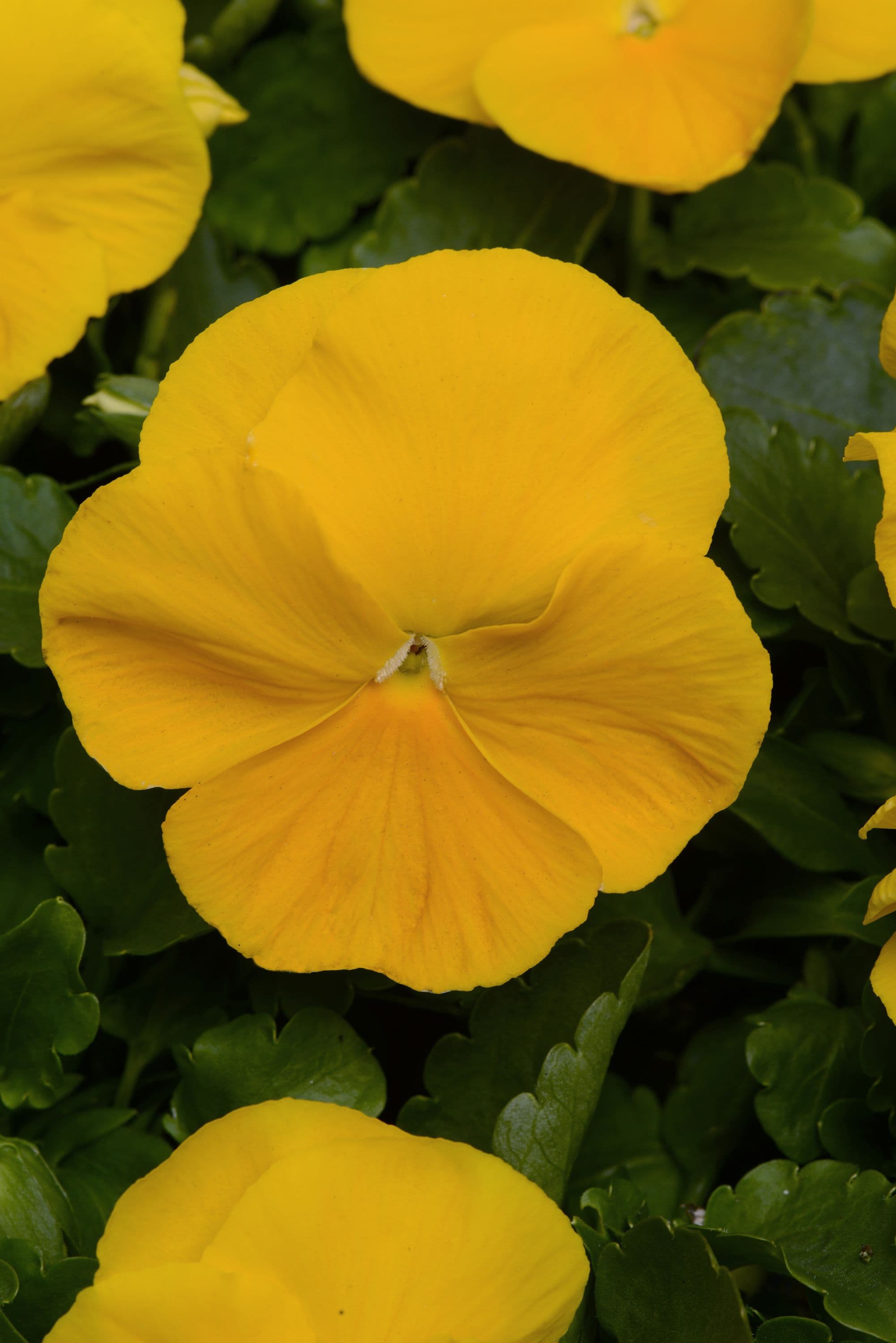 Pansy Matrix Yellow