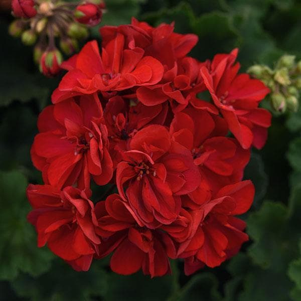 Geranium Moonlight Dark Red