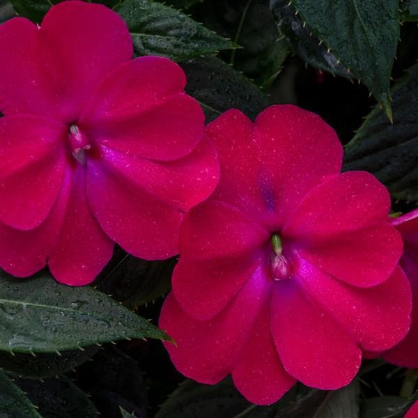 Impatiens Sun Comp Rose Glow
