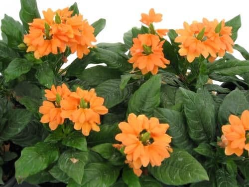 Crossandra Orange Marmalade