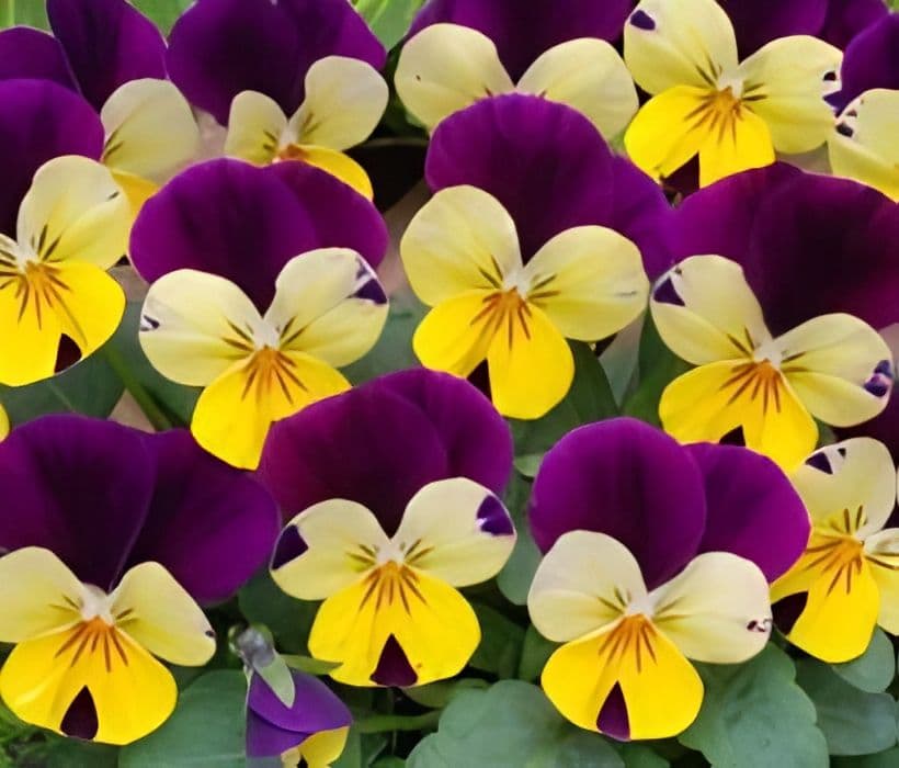 Viola Sorbet XP Lemon Jump Up