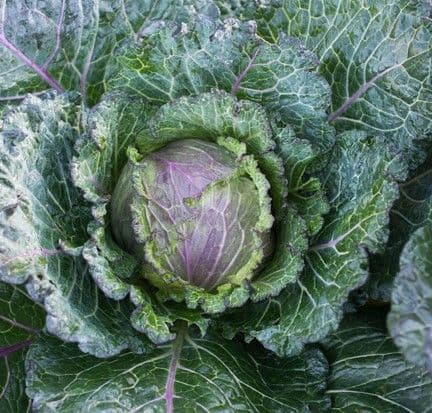 Cabbage Deadon