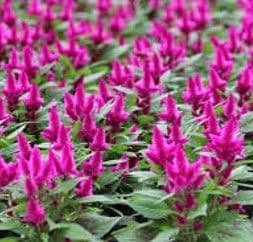 Celosia Intenz Dark Purple