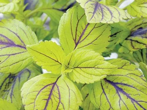 Coleus Gays Delight