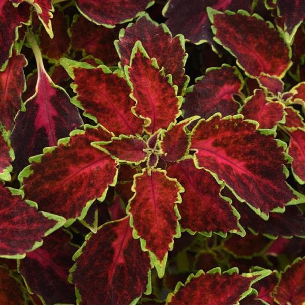 Coleus Party Time Ruby Punch
