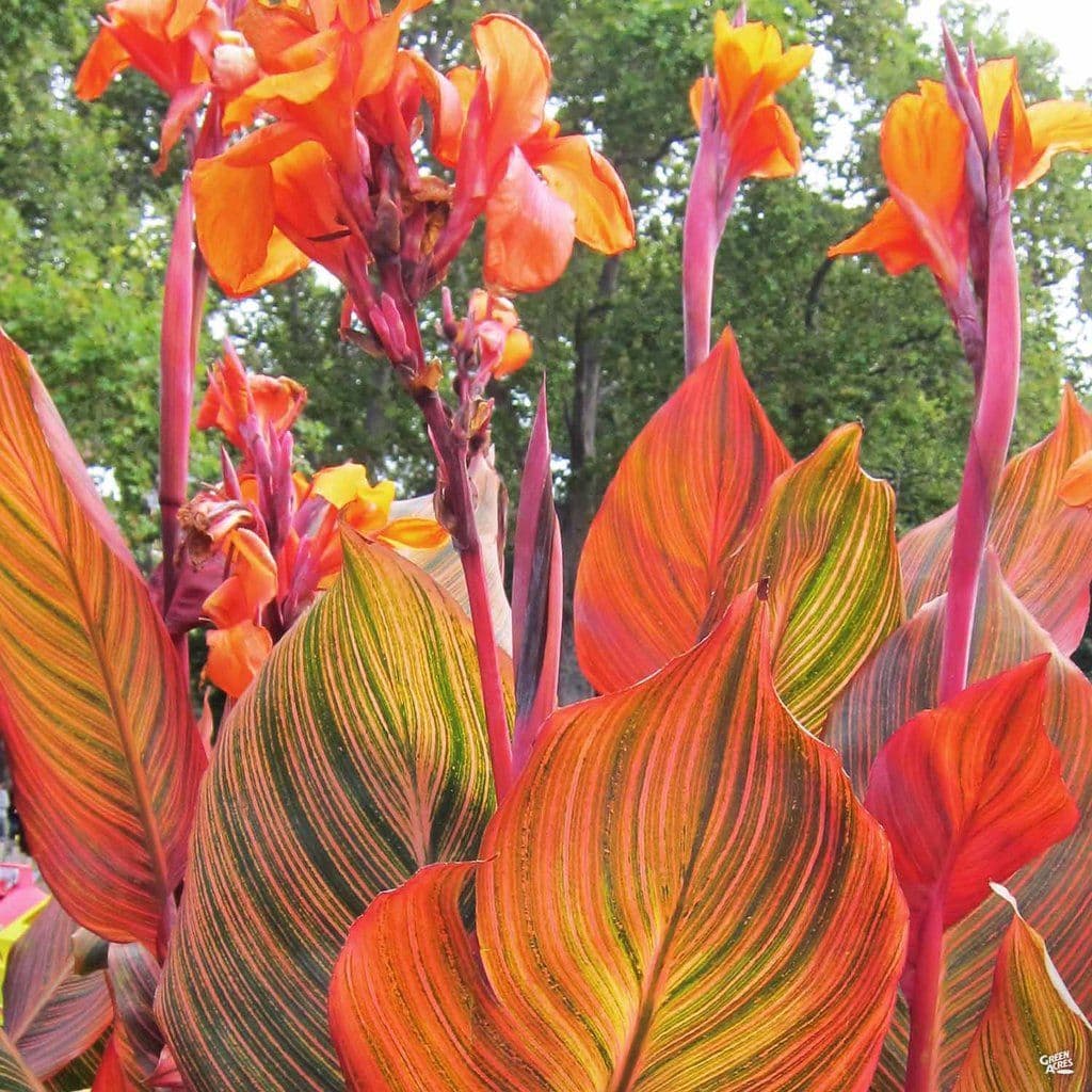 Canna Tropicanna