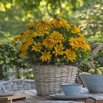 Rudbeckia Sunbeckia Ophelia