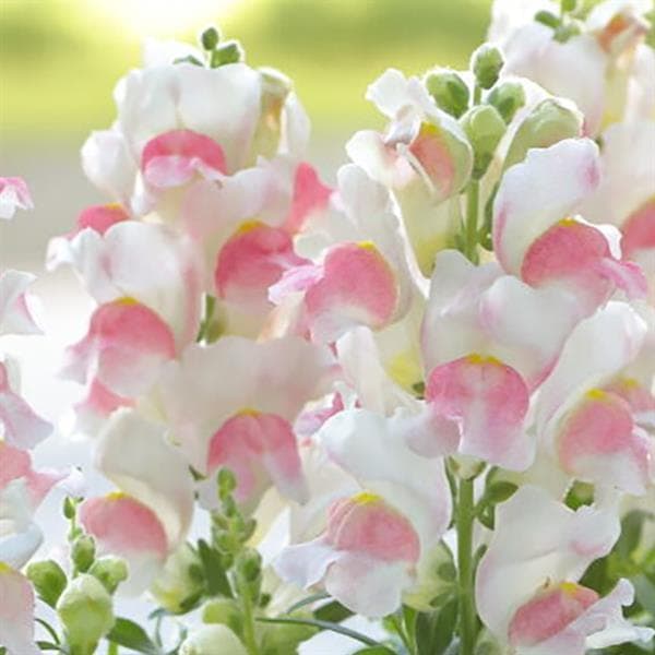 Snapdragon Candy Tops Pink Bicolor