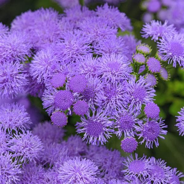 Ageratum Monarch Magic