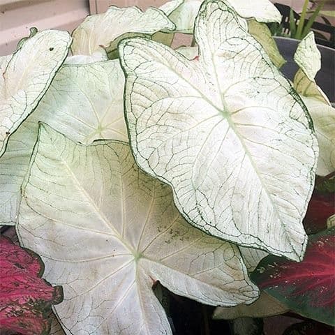 Caladium Moonlight