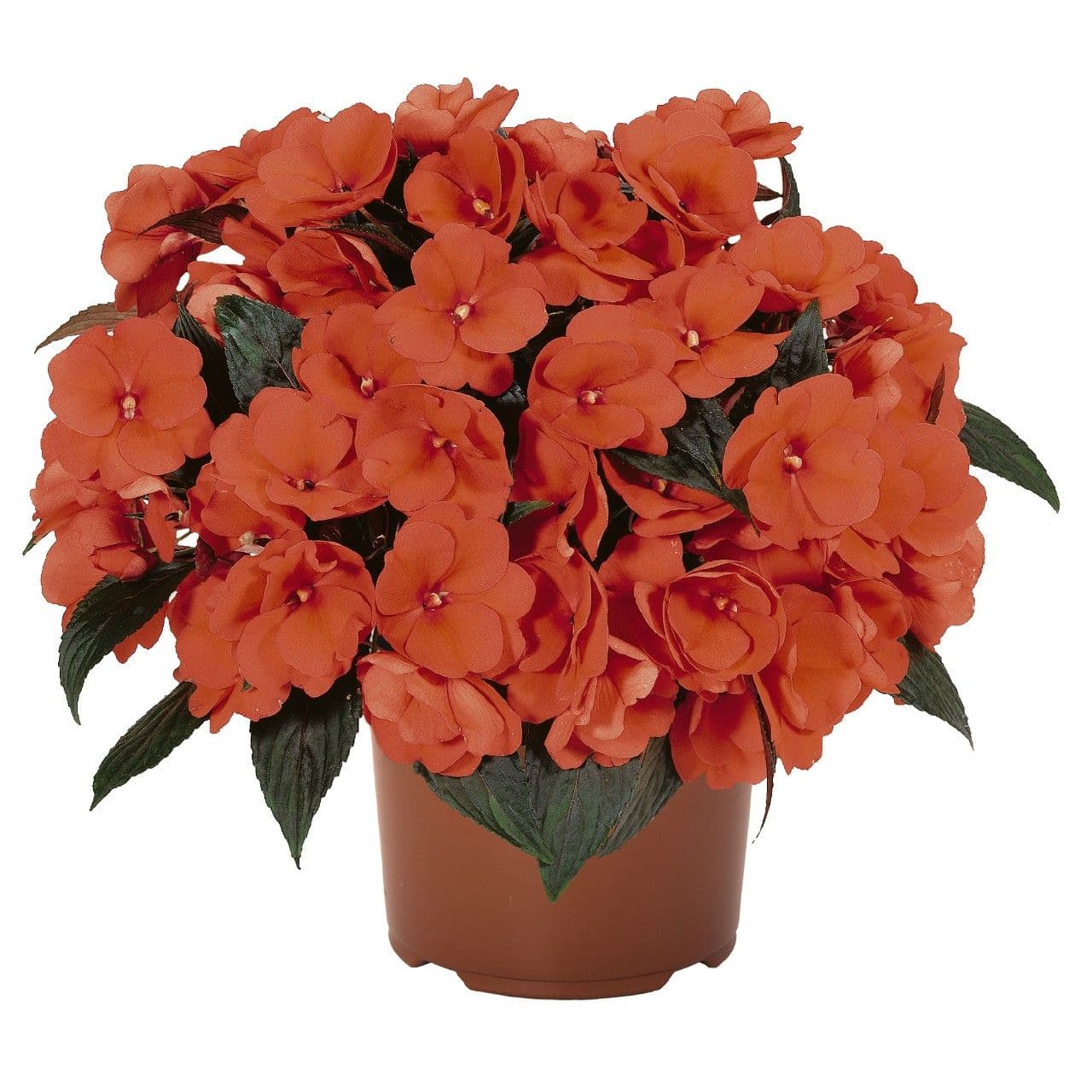 Impatiens NG Petticoat Salmon Night