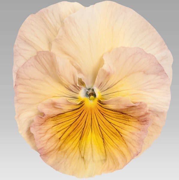 Pansy Inspire Peach Shades