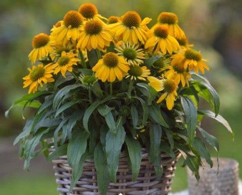 Echinacea SunMagic Vintage Yellow