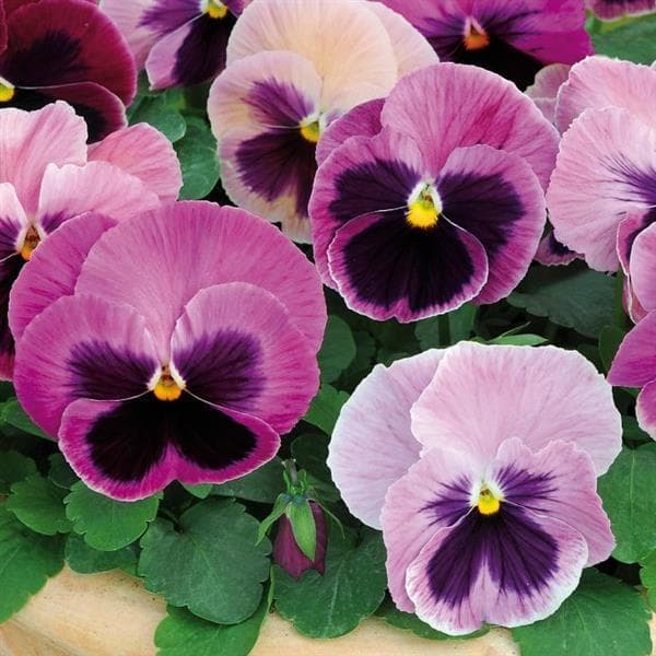 Pansy Spring Matrix Pink Shades
