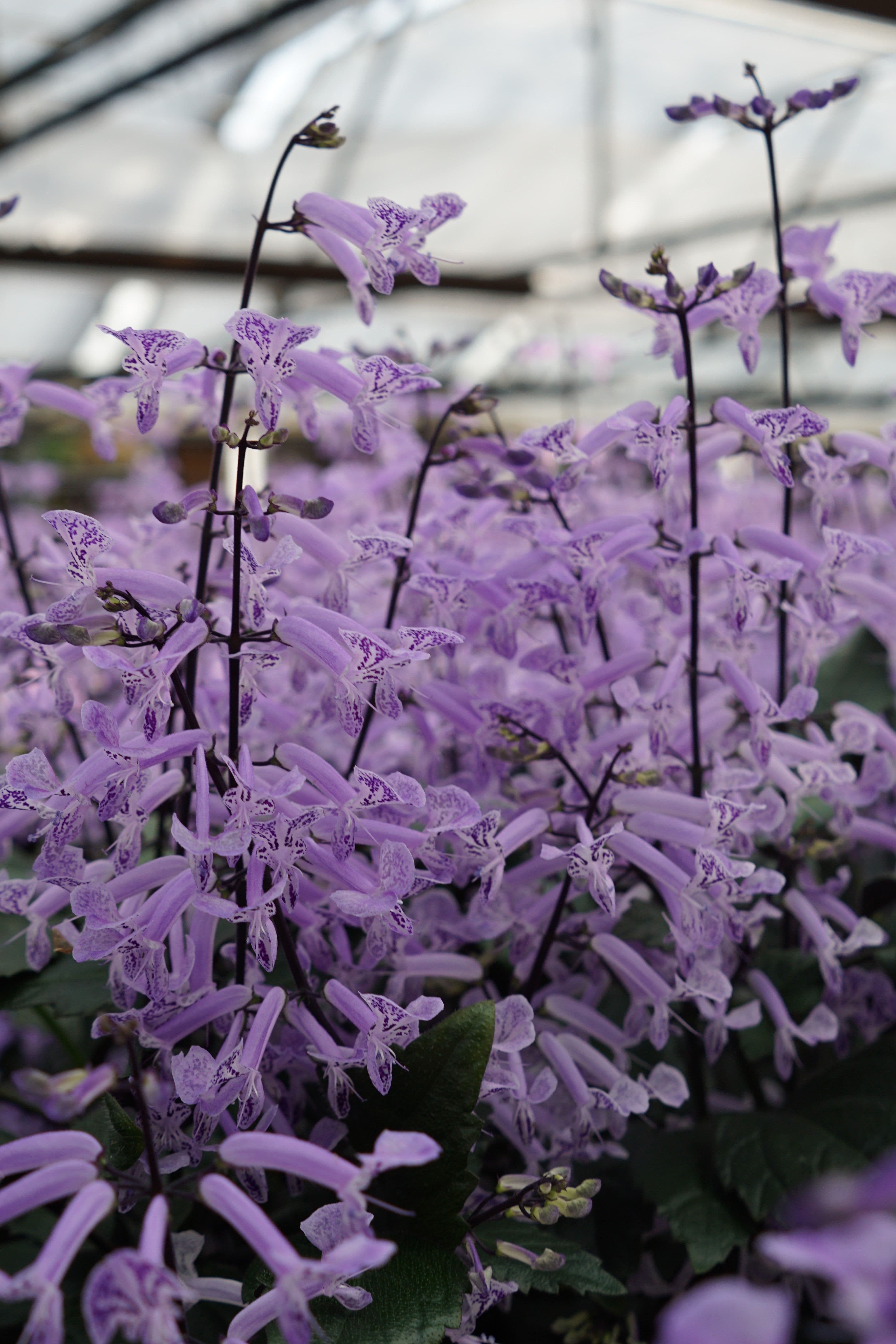 Plectranthus Mona Lavender