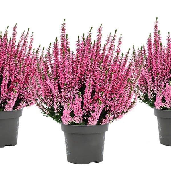Calluna Pink
