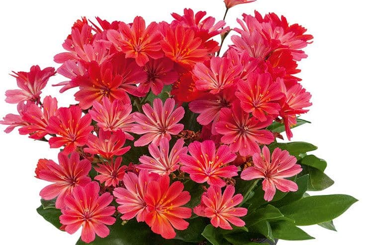 Lewisia Sunset Glow