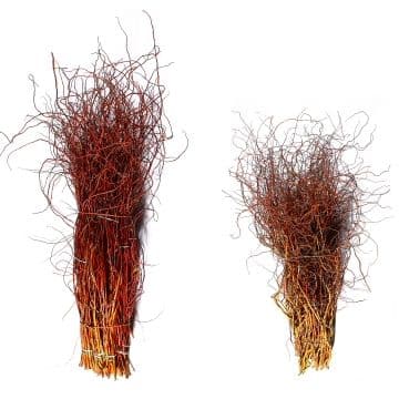 Curly Willow Medium Copper Red 52"-60"