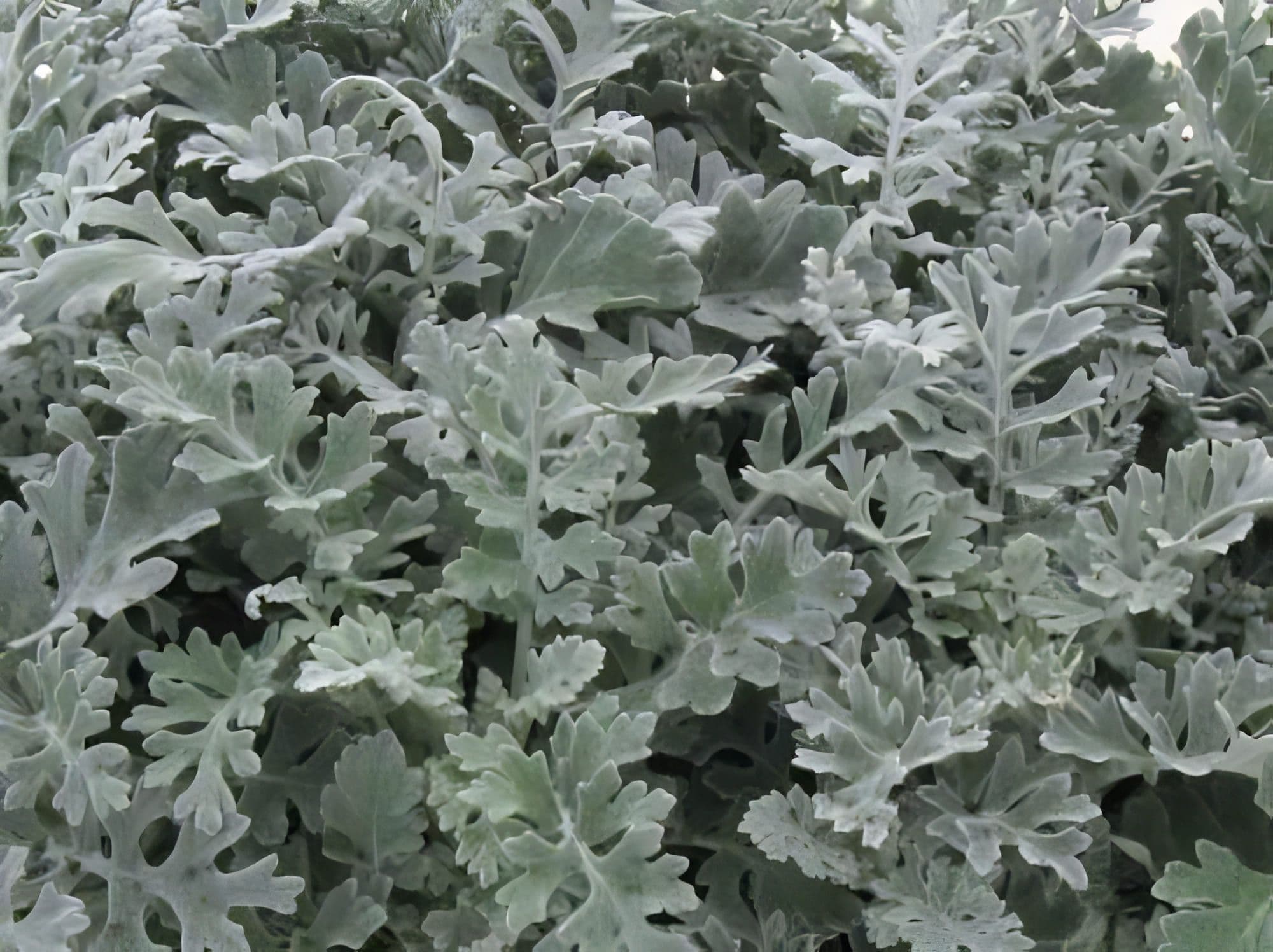 Dusty Miller Silverdust