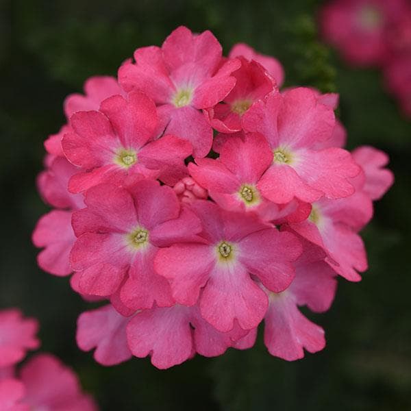 Verbena Cadet Pink