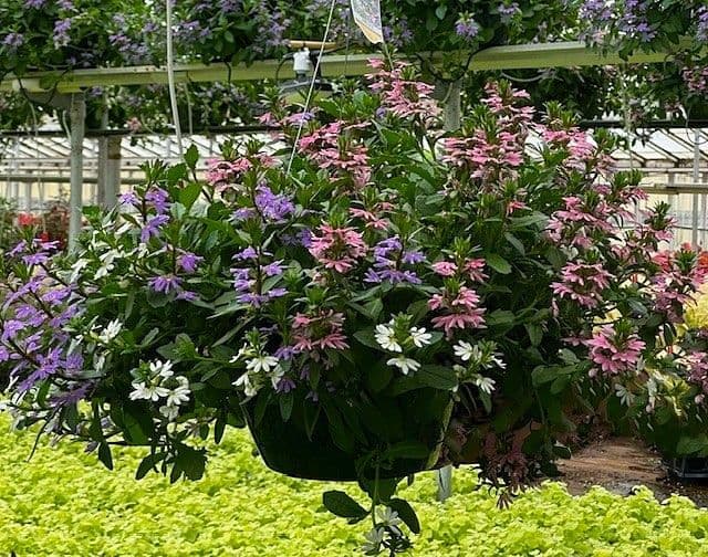 Scaevola Tricolor