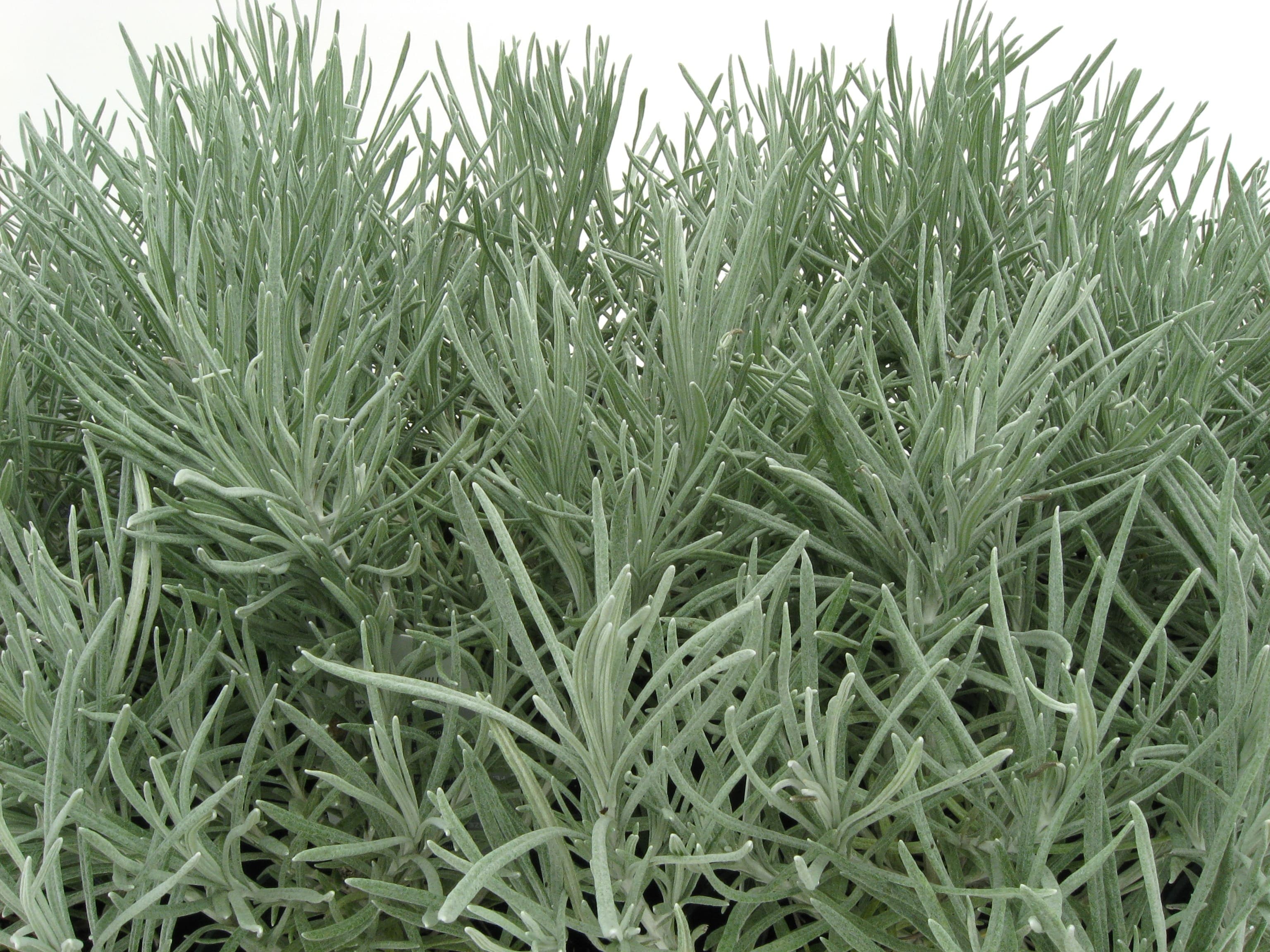 Helichrysum Icicles