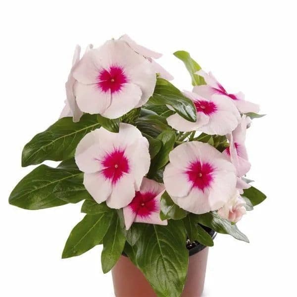 Vinca Cora XDR Blush Splash