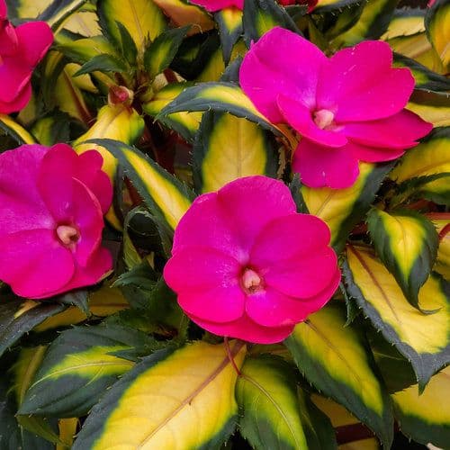 Impatiens Sun Tropical Rose Bicolor