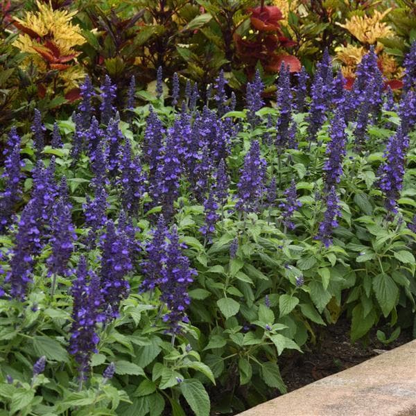 Salvia Mysty