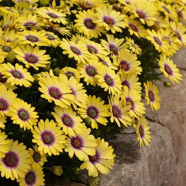 Osteospermum Blue Eyed Beauty