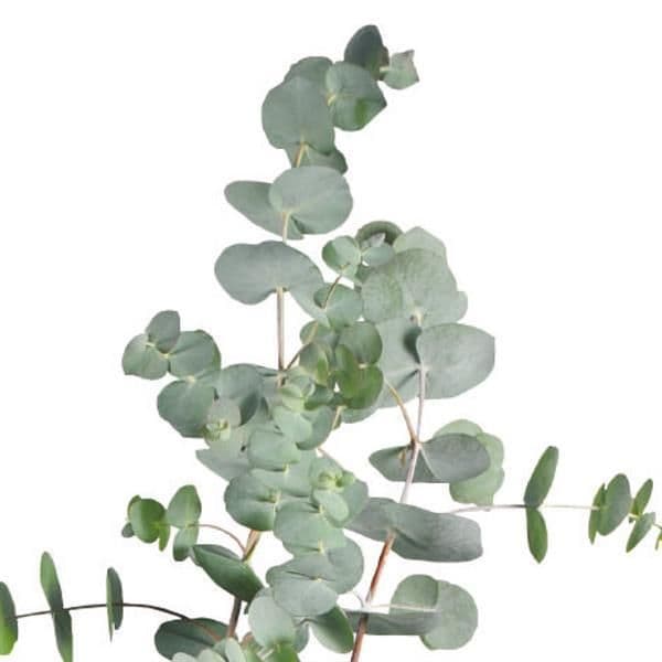 Eucalyptus Baby Blue