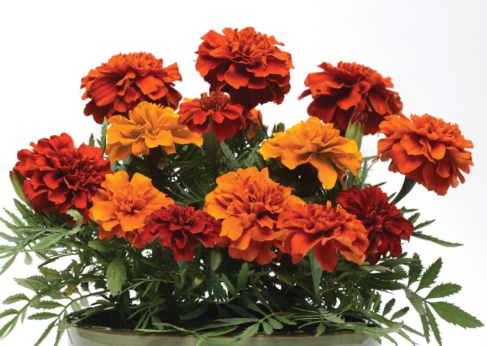 Marigold Fireball