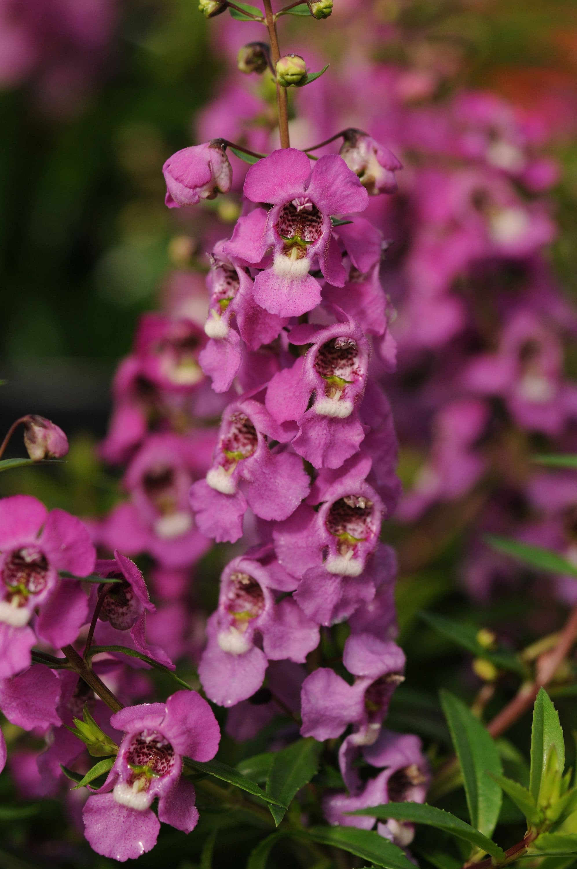 Angelonia Serenita Raspberry