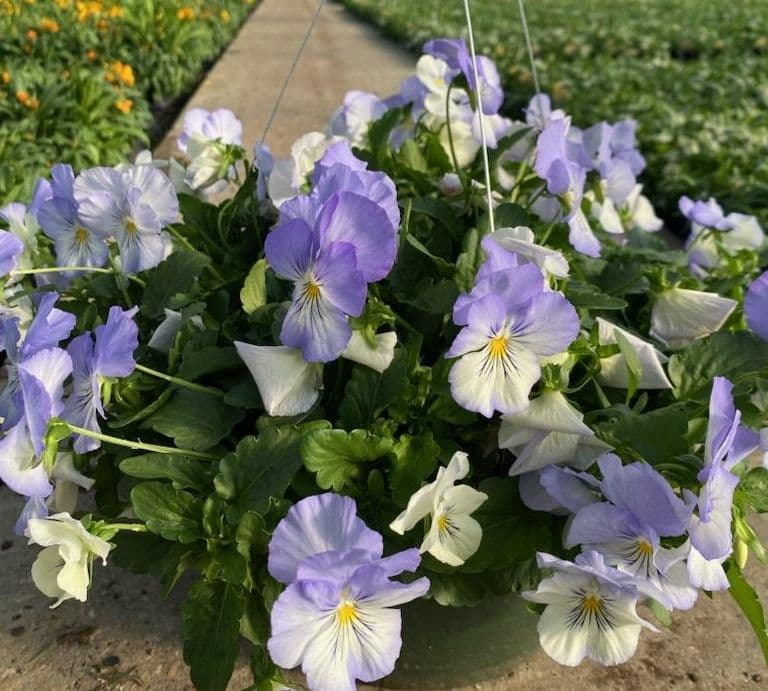Pansy Cool Wave Frost