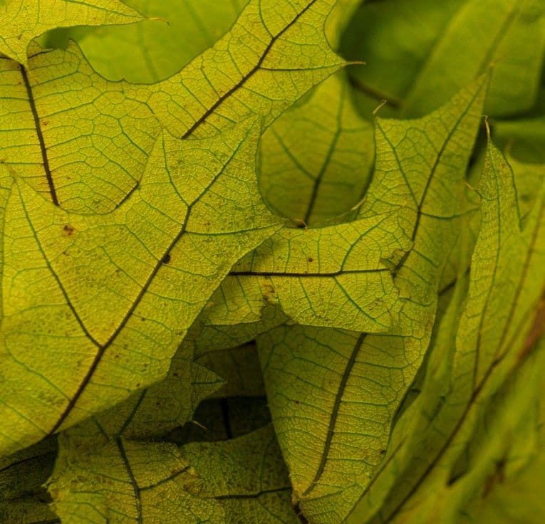 Oak Leaves Chartreuse Preserved 24"
