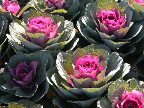 Kale Crane Red