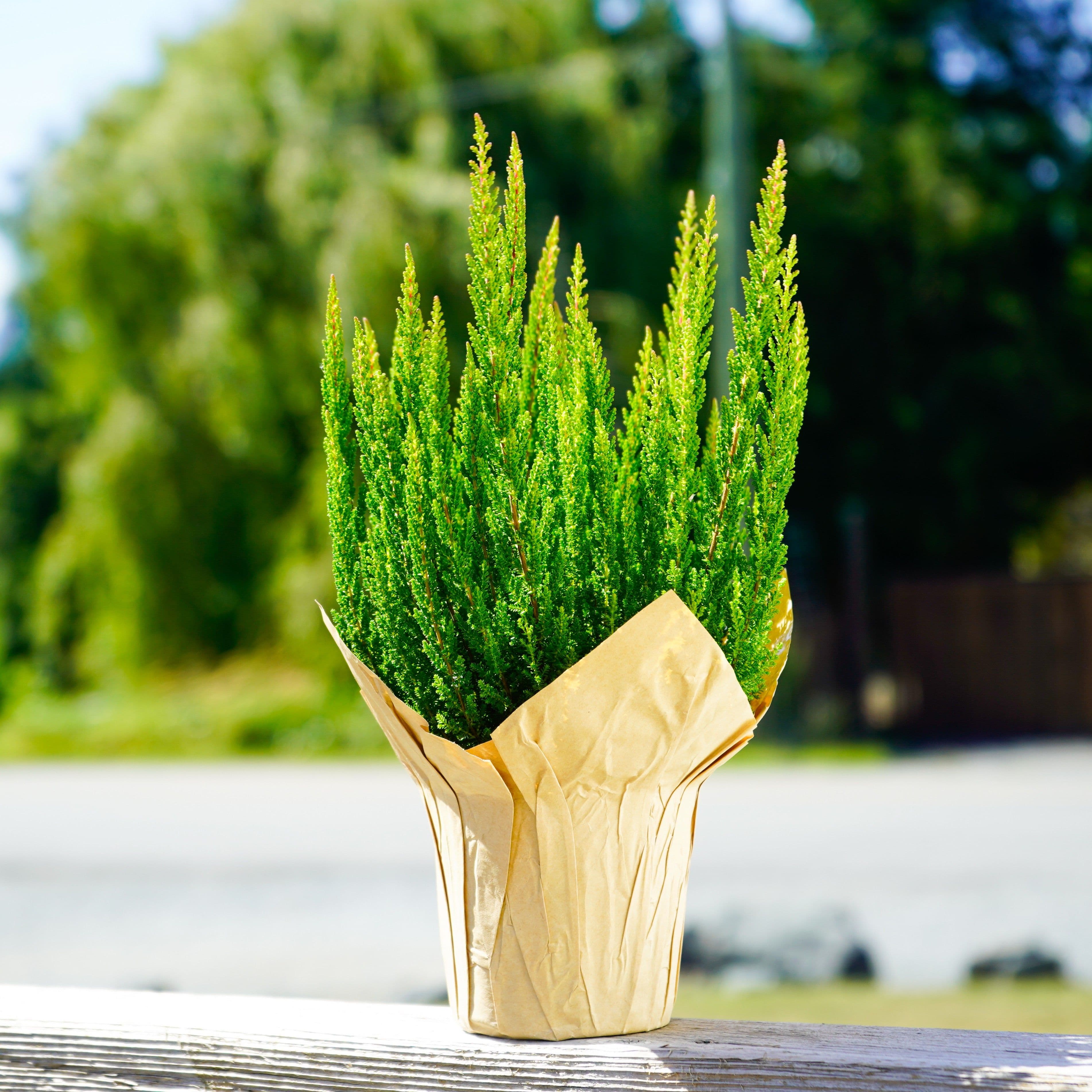 Calluna Amber Skyline