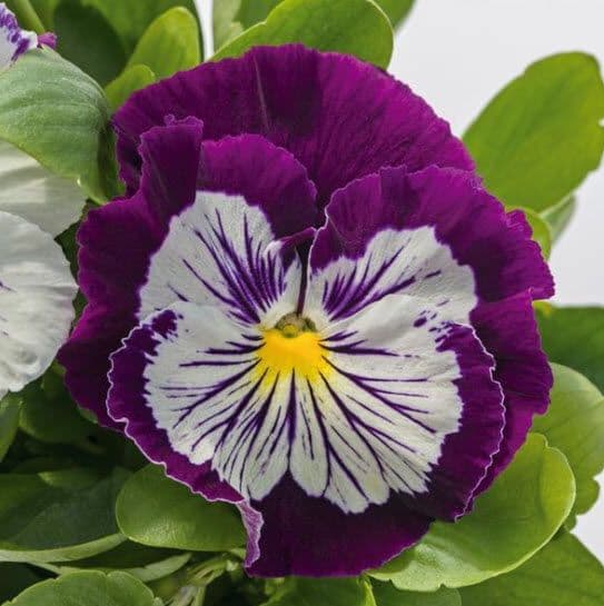 Pansy Cats Plus Purple White
