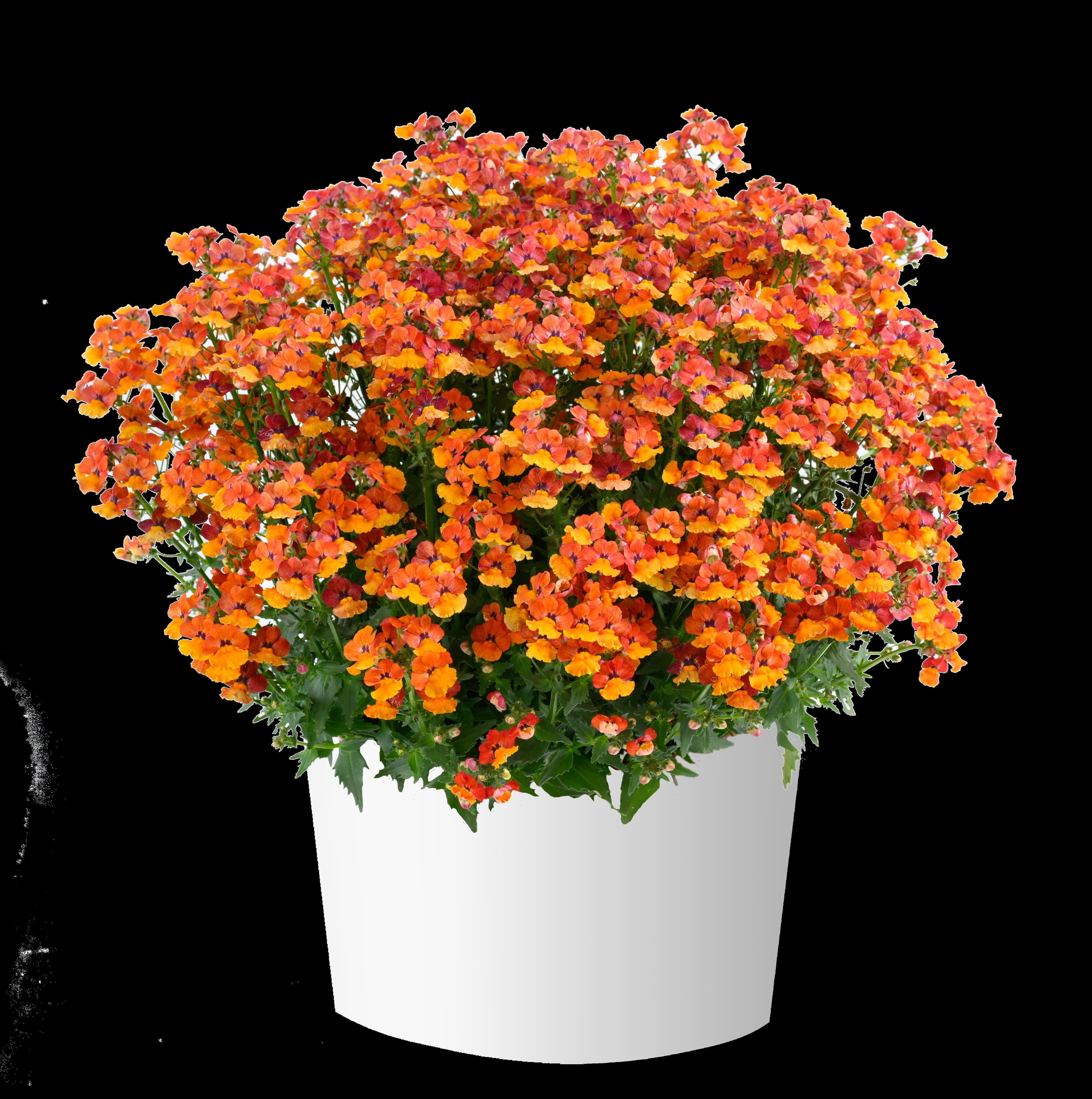 Nemesia Nesia Tangerine