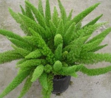 Fern Foxtail