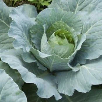 Cabbage Dynasty Blue