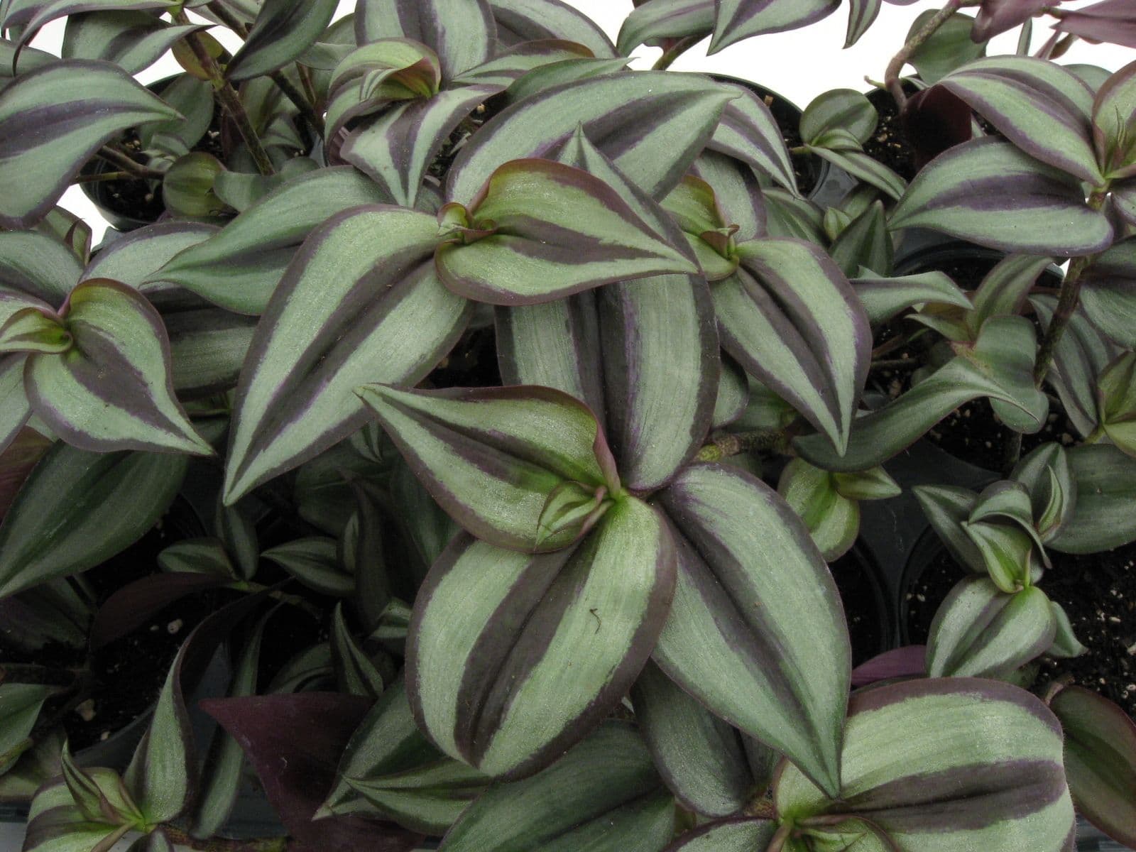 Wandering Jew Purple/Silver