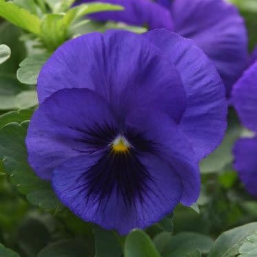Pansy Top Wave Blue w/ Blotch